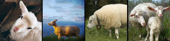 Sheep and ram images