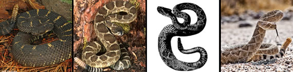 Rattlesnake images