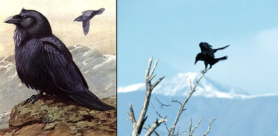 Raven images