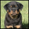 Rottweiler tattoo symbol meanings