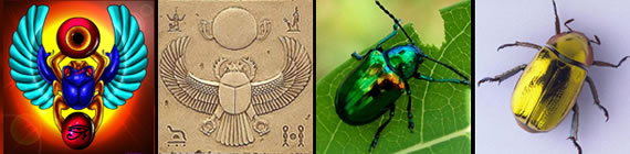 Scarab images