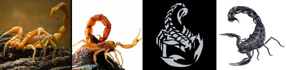 Scorpion images