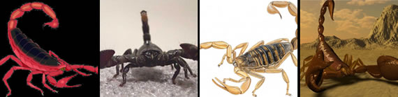 Scorpion images