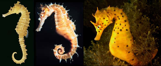 Seahorse images