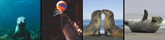 Seal images