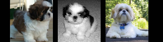 Shih Tzu images