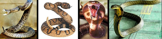 Snake images