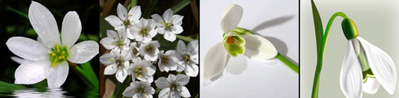 snowdrop photo gallery