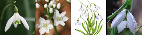 snowdrop photo gallery