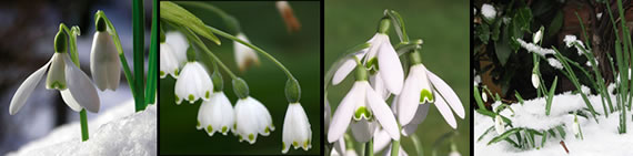 snowdrop photo gallery