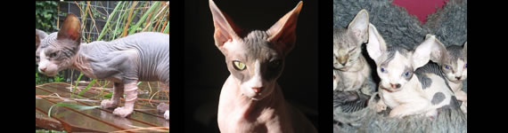 Sphynx cat images