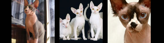 Sphynx cat images