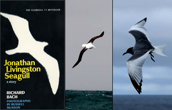 How One Man Forever Changed How We See the Albatross  Awing and Away