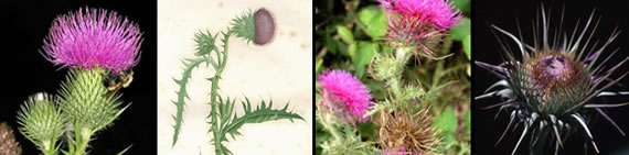 Thistle images