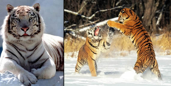 photos of Siberian tigers