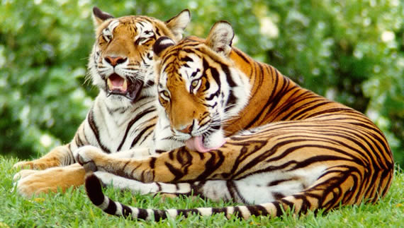 pictures of tigers