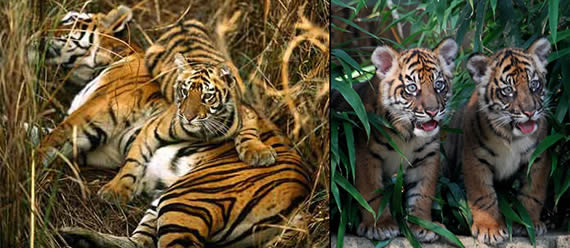 photos of tigers