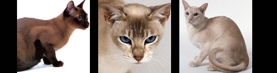 Tonkinese cat images