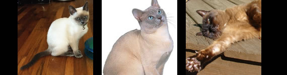 Tonkinese cat images