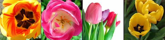 tulip photo gallery