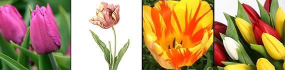 tulip photo gallery