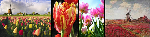 tulip photo gallery