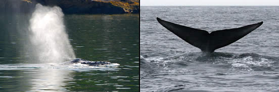 Images of whales