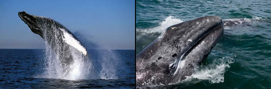 Images of whales