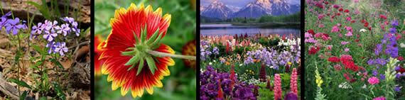 wildflower image gallery