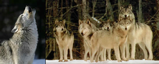 Wolf images