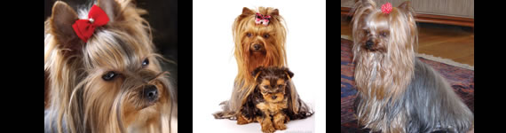 Yorkshire Terrier images