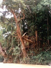 Logs trapped in trees show where the high water mark is during rainy season