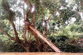 Huge log trapped nearly 25 feet up a tree show how high the water gets in the rainy  season