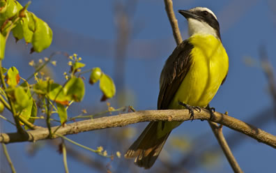 Mexican yellow bird