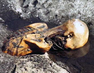 Ötzi  Wikipedia