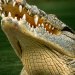 Alligators & Crocs