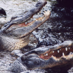Alligators & Crocs
