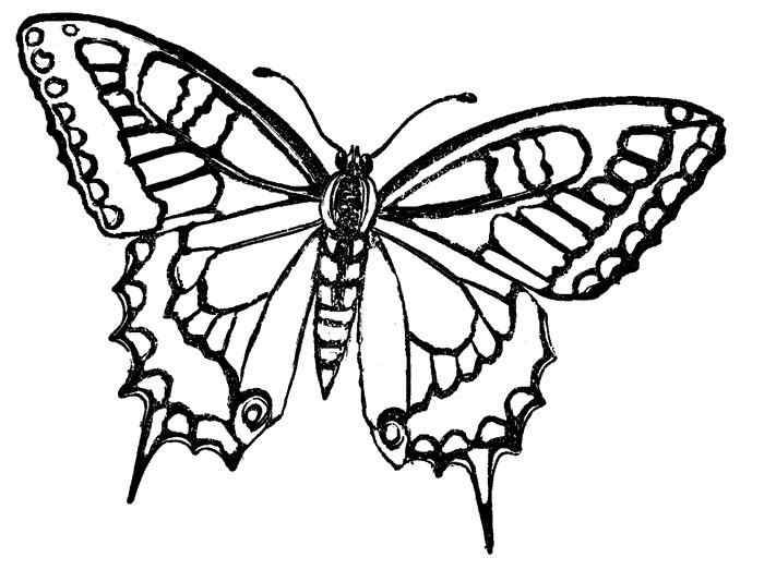 BUTTERFLY PICTURES, PICS, IMAGES AND PHOTOS FOR YOUR TATTOO INSPIRATION