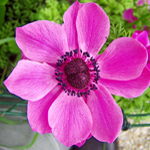 Anemone flower tattoo inspiration - click here!