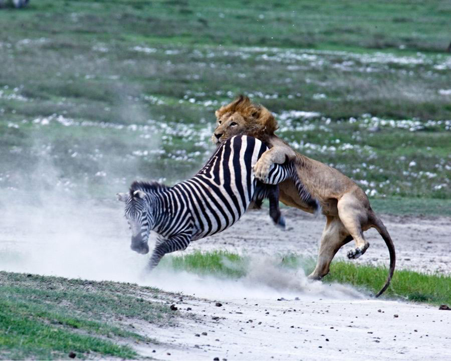 Битвы диких животных видео. Лев охотится. Лев охотится на зебру. Охота Льва на зебру.