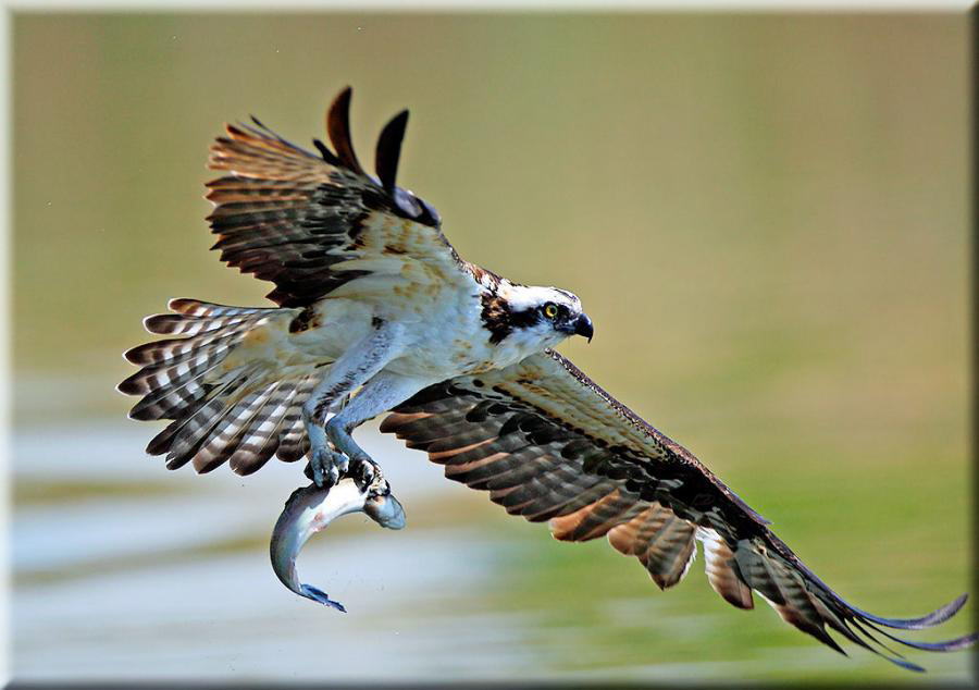 OSPREY PICTURES, PICS, IMAGES AND PHOTOS FOR YOUR TATTOO INSPIRATION