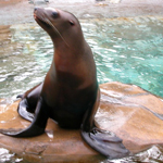 Seal