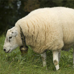 Sheep & Ram