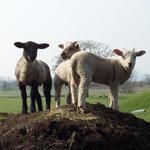 Sheep & Ram
